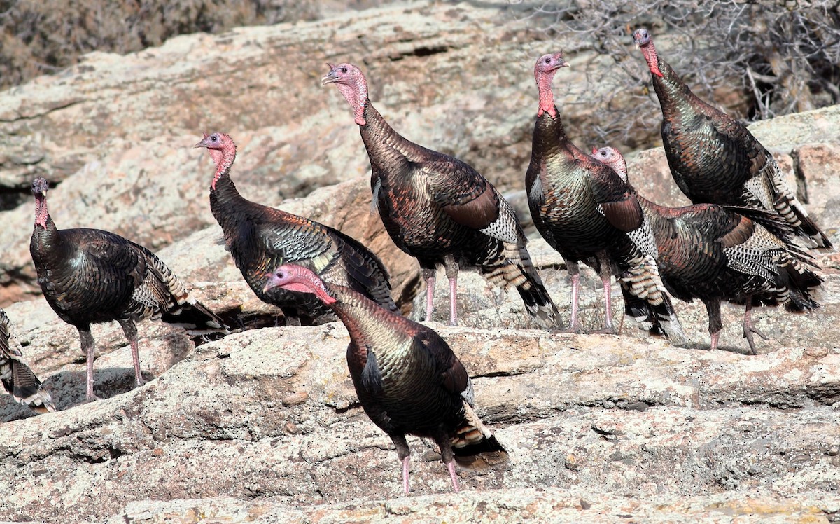 Wild Turkey - ML647805126