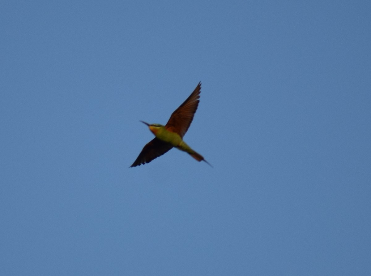 Blue-cheeked Bee-eater - ML647805129