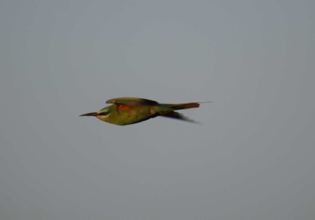 Blue-cheeked Bee-eater - ML647805130