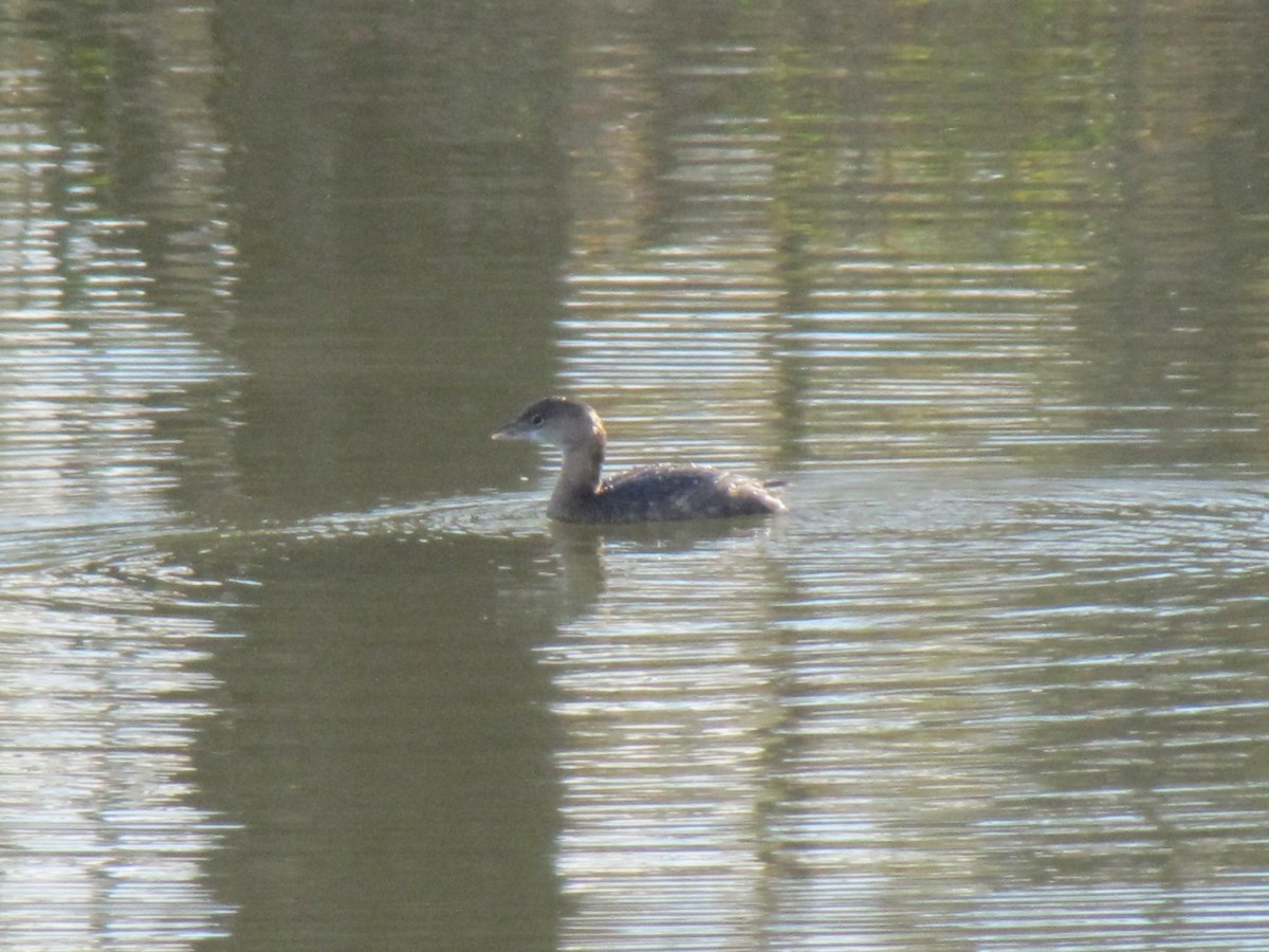 Пірникоза рябодзьоба - ML647805131
