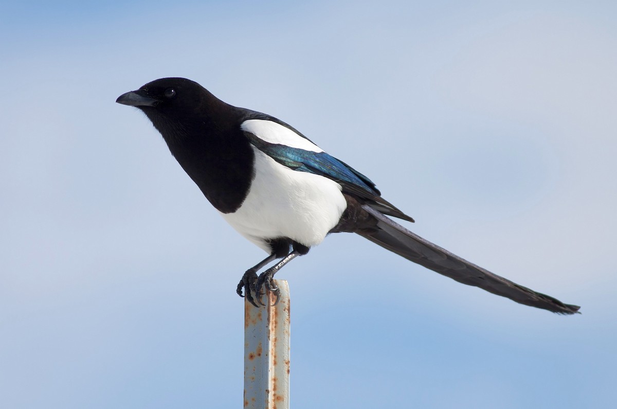 Сорока канадська - ML647805135