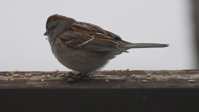American Tree Sparrow - ML647805155