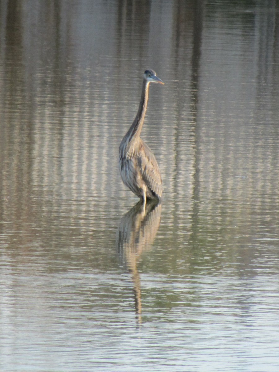 Great Blue Heron - ML647805157