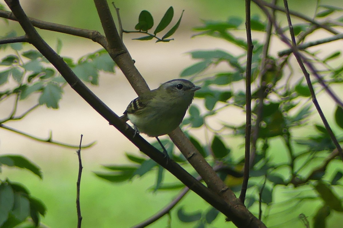 Buff-banded Tyrannulet - ML647805159