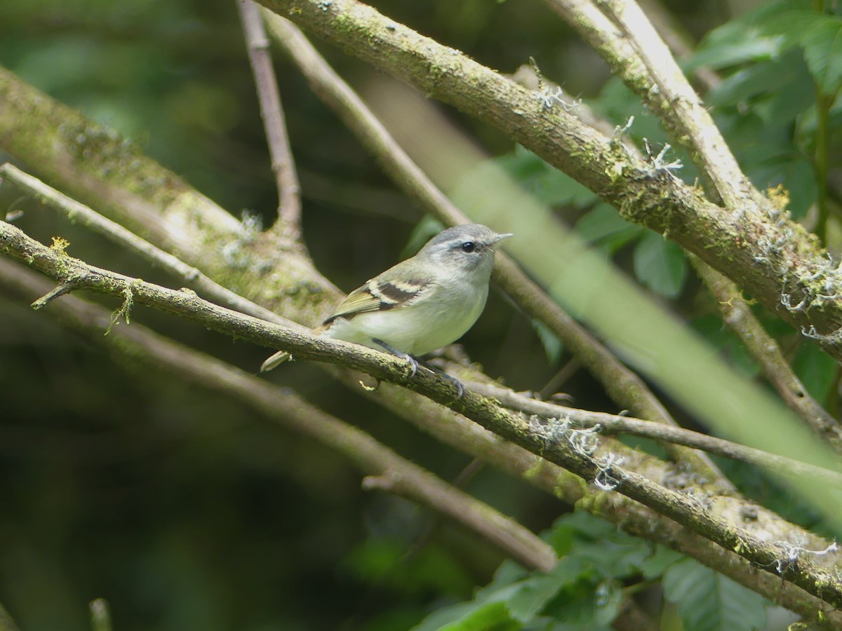 Buff-banded Tyrannulet - ML647805160