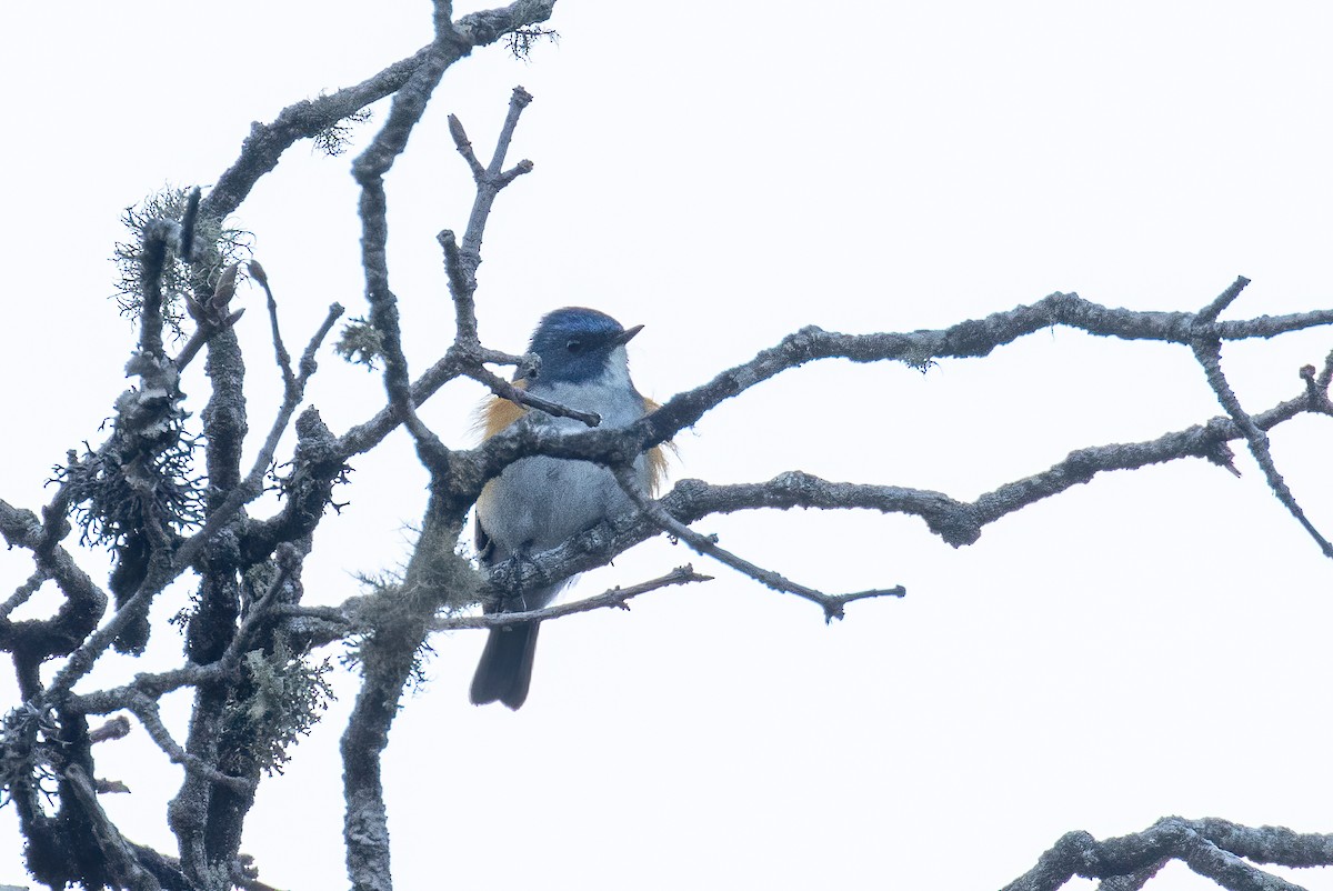 Гималайская синехвостка - ML647805167