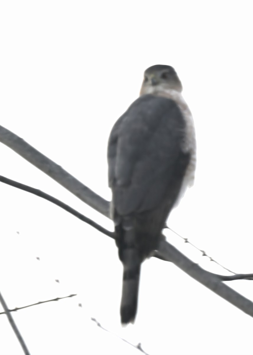 Куперов ястреб - ML647805174