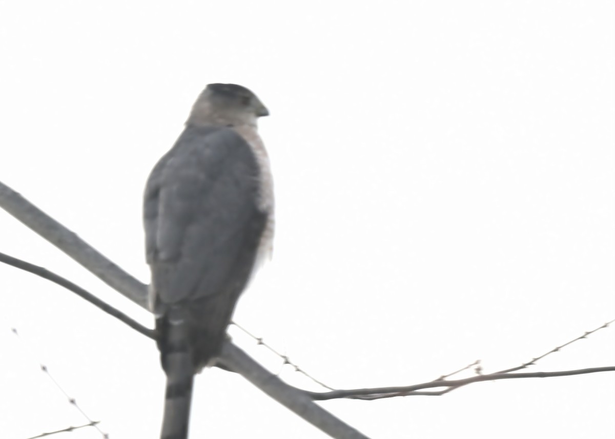 Куперов ястреб - ML647805175