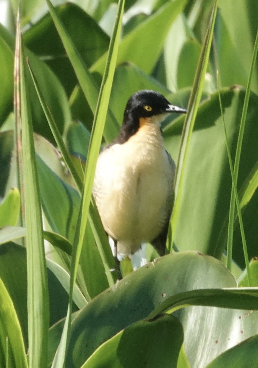 Черноголовый ангу - ML647805176