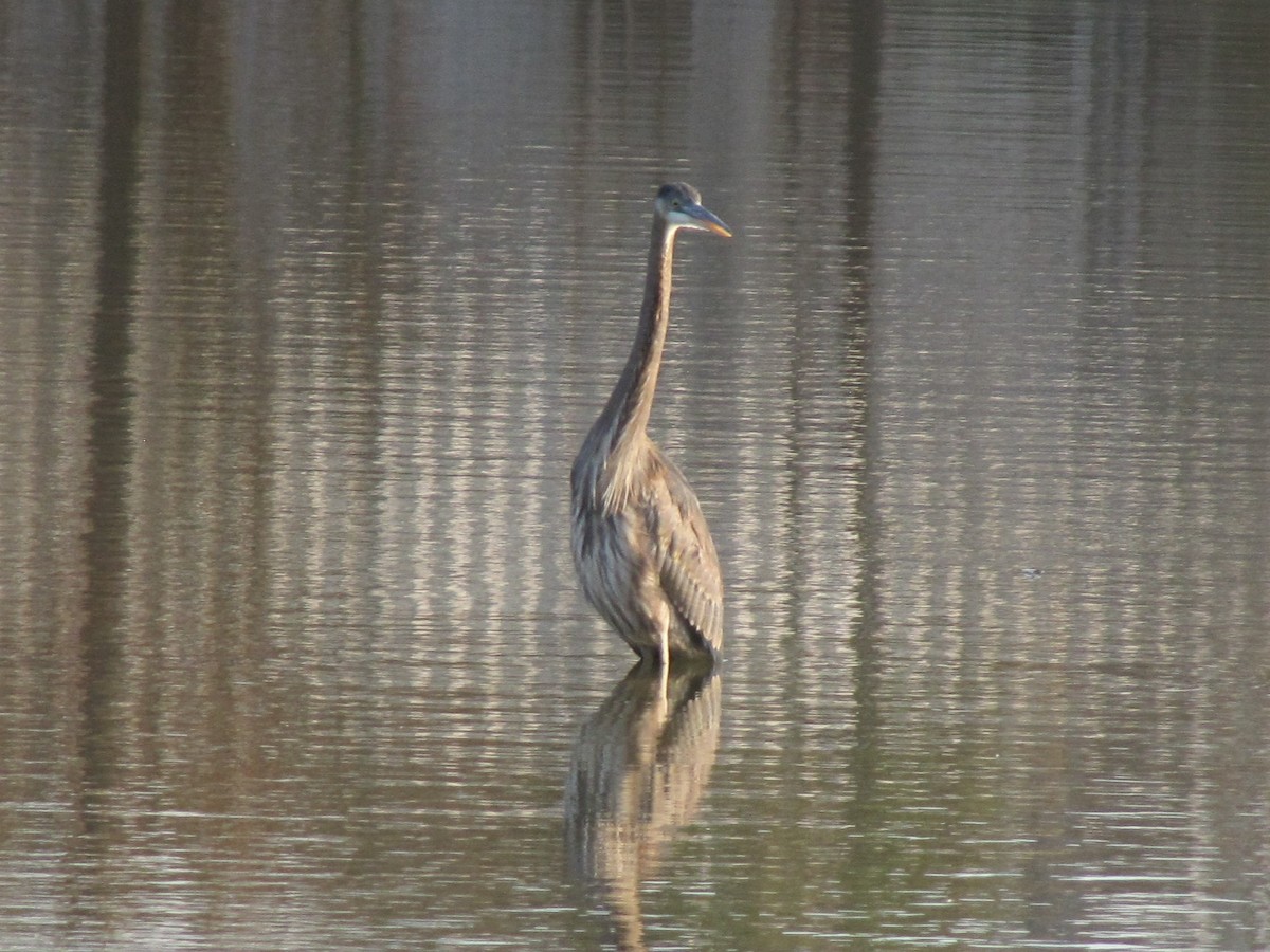 Большая голубая цапля - ML647805177