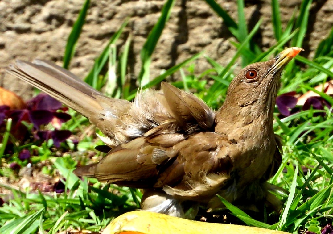 Рыжеватый дрозд - ML647805178