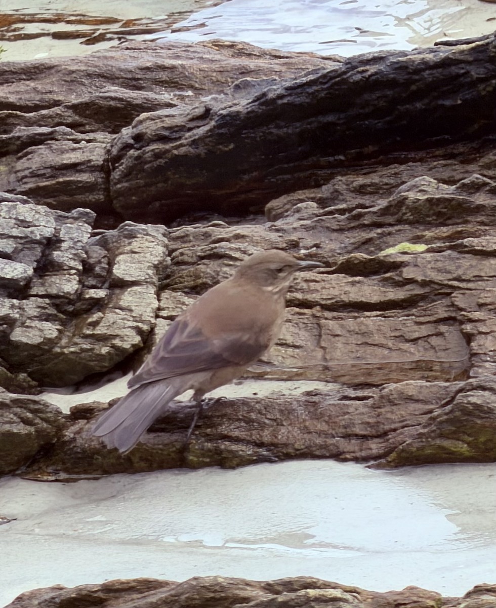 Тёмная трясохвостка - ML647805179