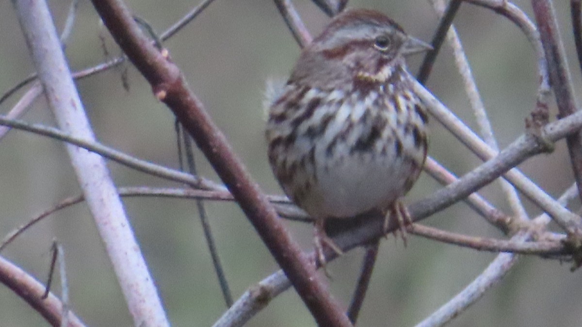 Певчая овсянка - ML647805180