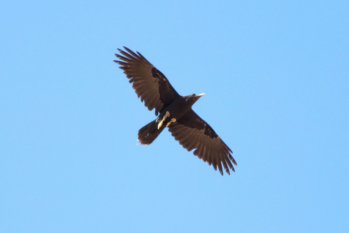 Пустынный ворон - ML647805181