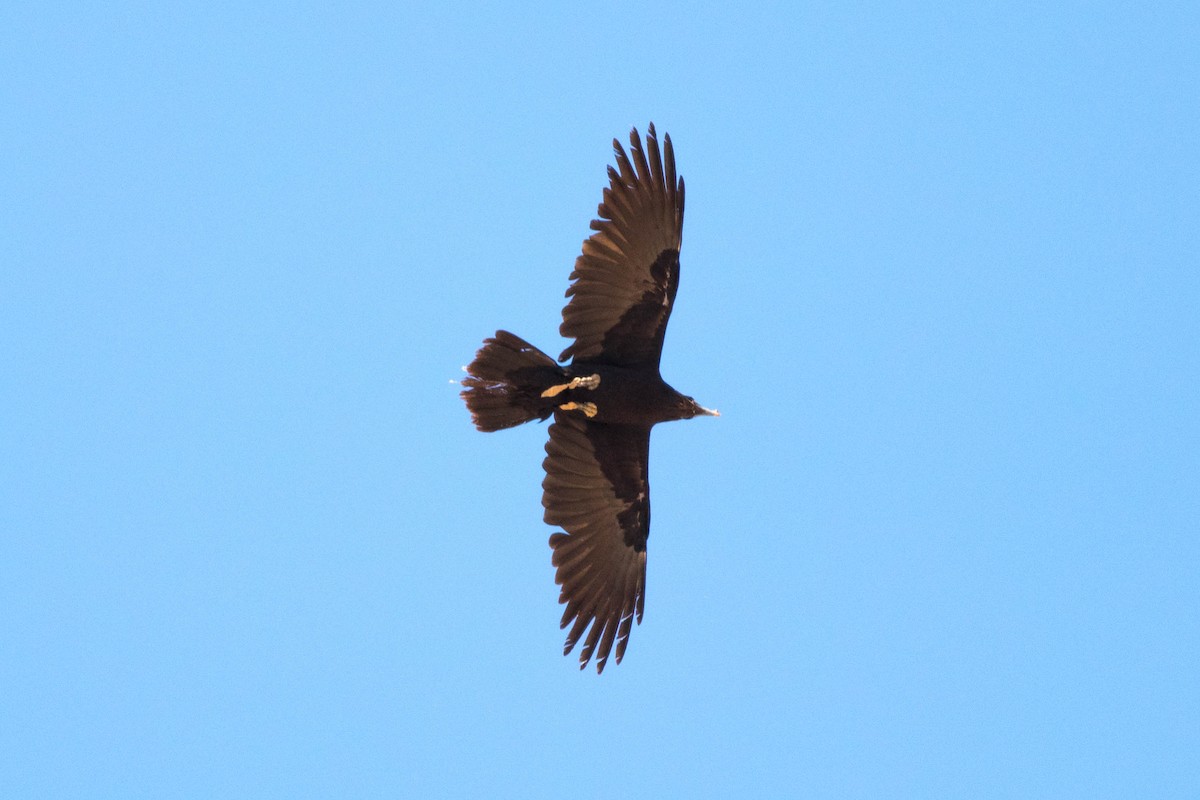 Пустынный ворон - ML647805182