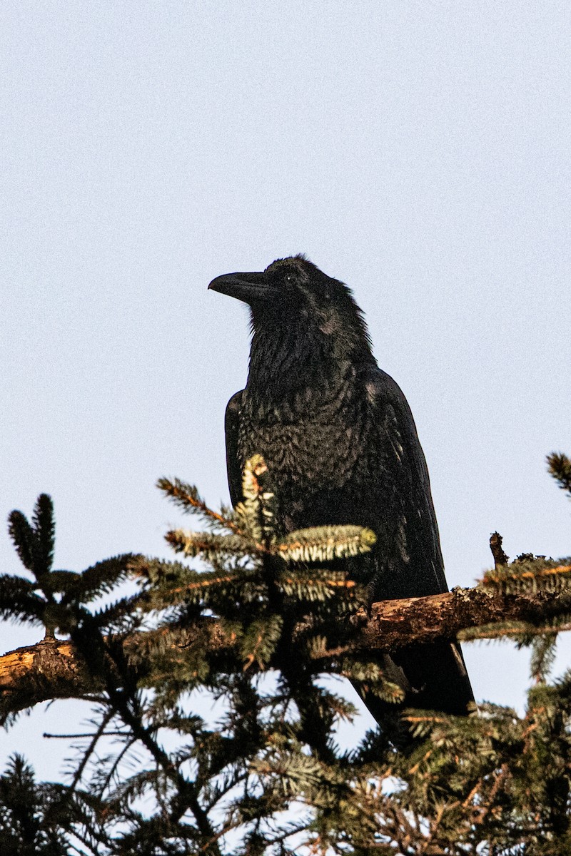 Ворон - ML647805184