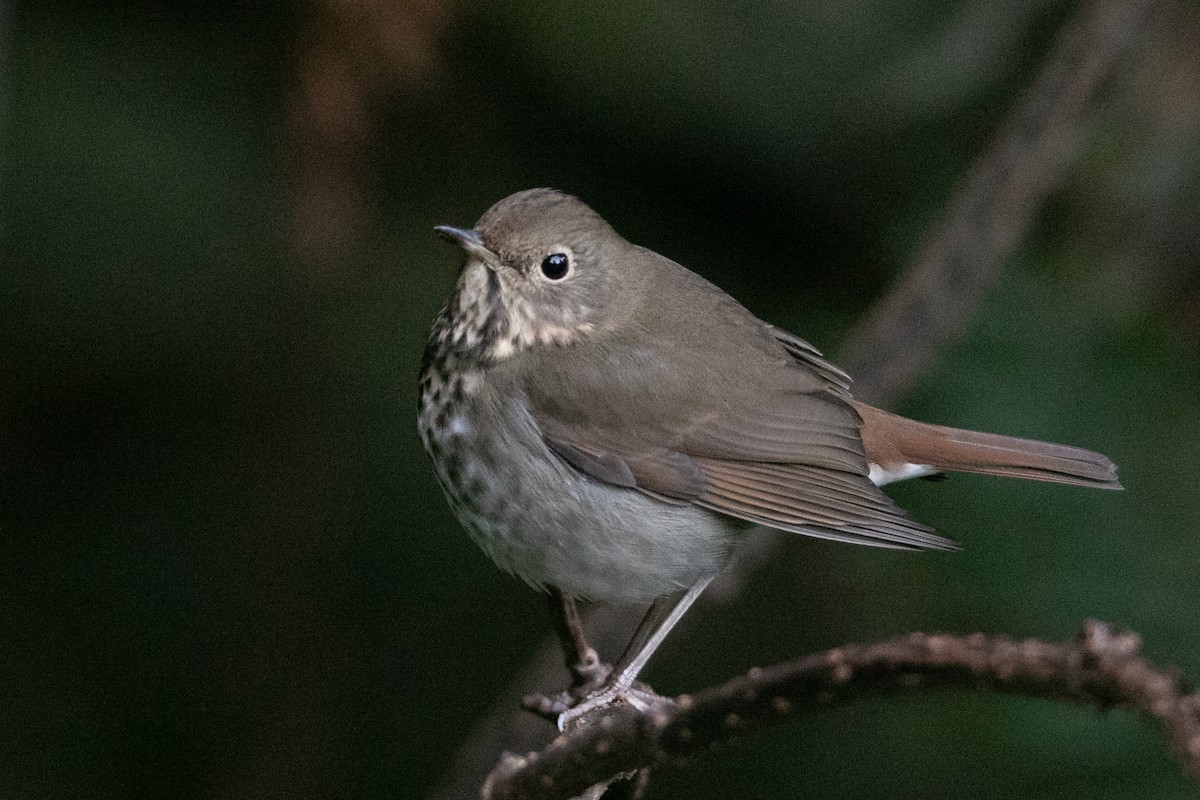 Дрозд-отшельник - ML647805185
