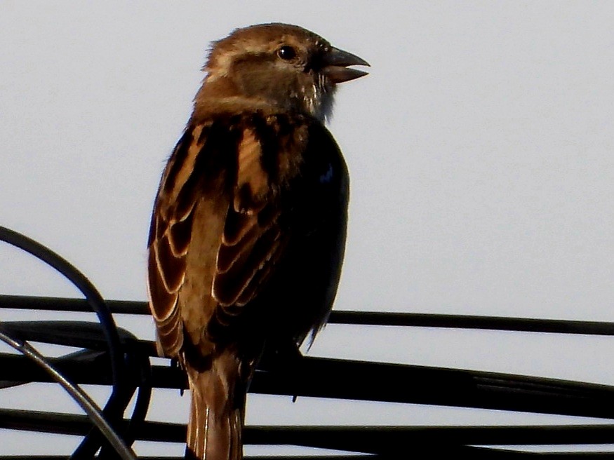 Домовый воробей - ML647805187