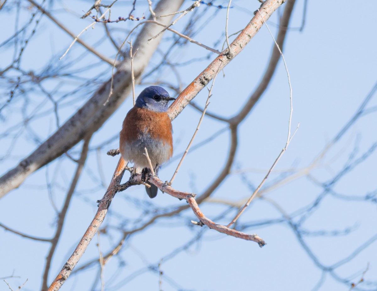 Западная сиалия - ML647805188