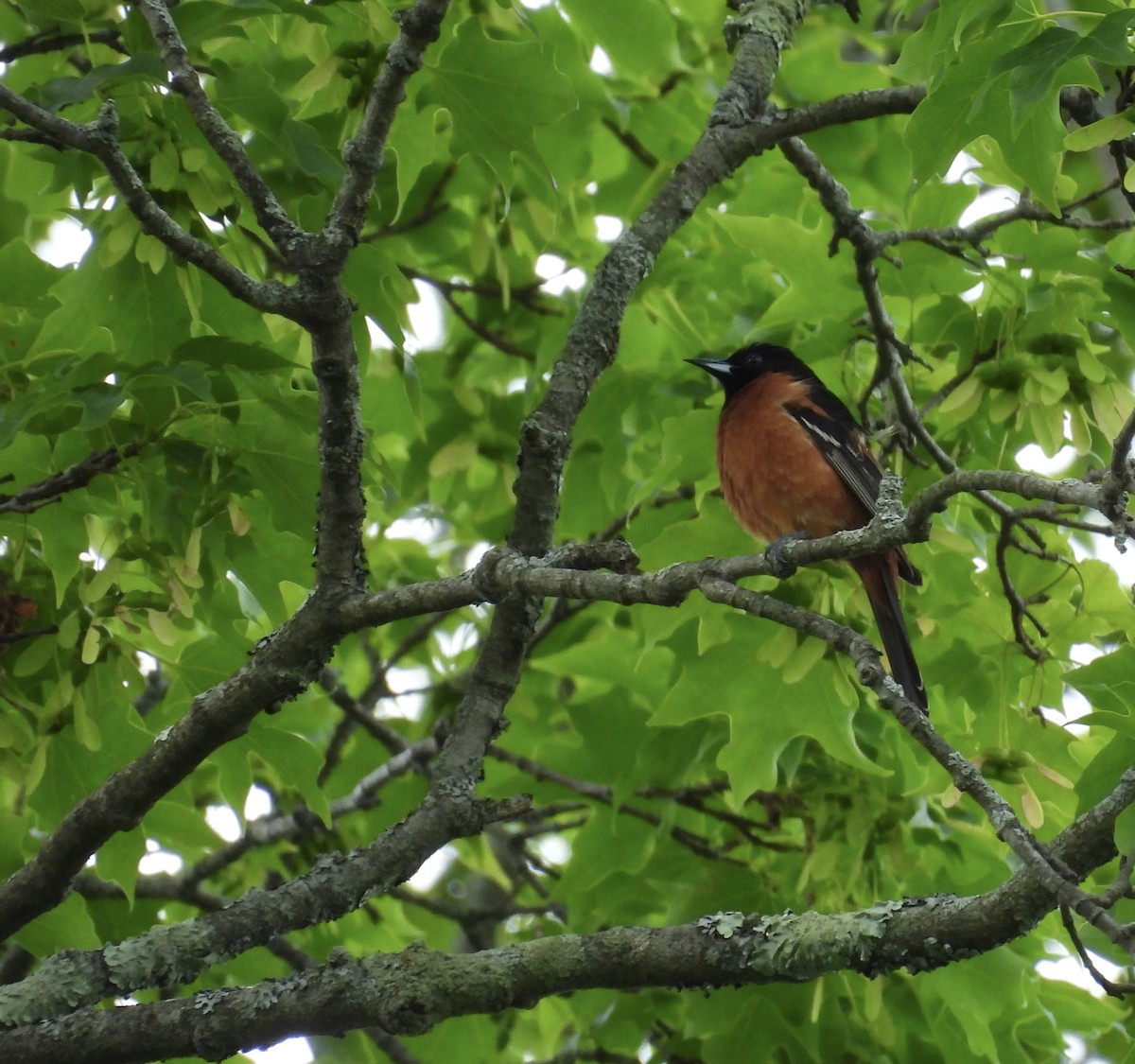 Садовый трупиал - ML647805189