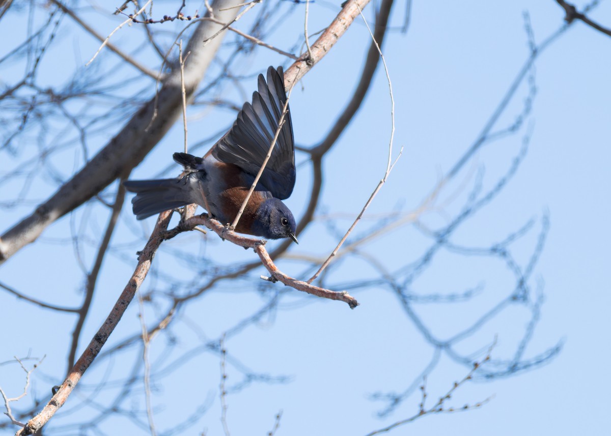 Западная сиалия - ML647805191