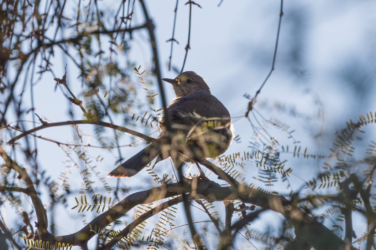 Многоголосый пересмешник - ML647805197