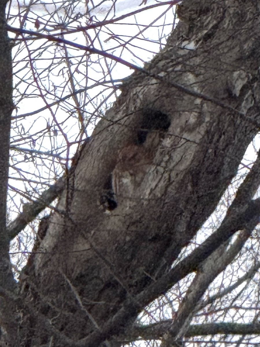 Восточноамериканская совка - ML647805198