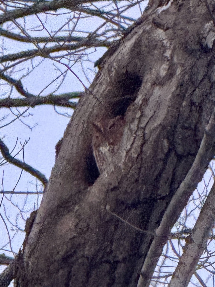 Восточноамериканская совка - ML647805199