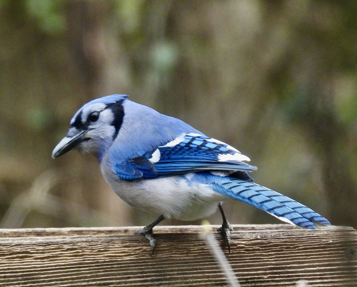 Голубая сойка - ML647805201