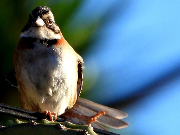 Рыжешейная зонотрихия - ML647805202