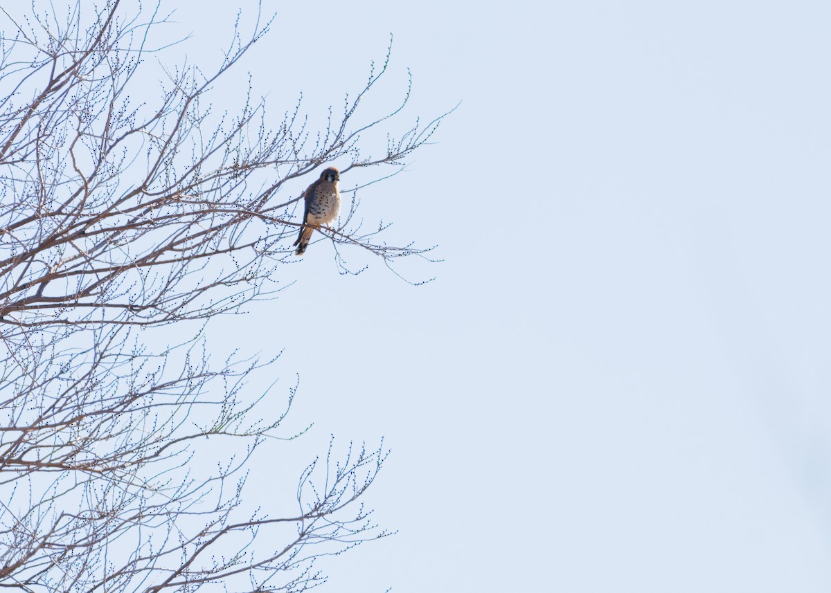 Воробьиная пустельга - ML647805204
