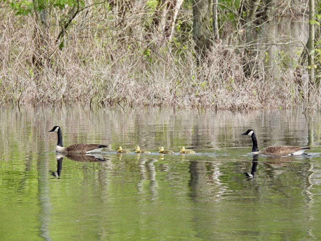 Канадская казарка - ML647805207