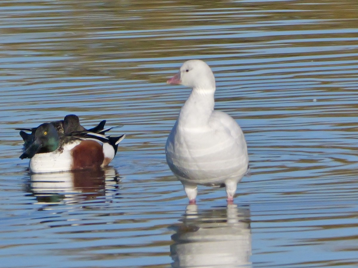 Гусь Росса - ML647805208