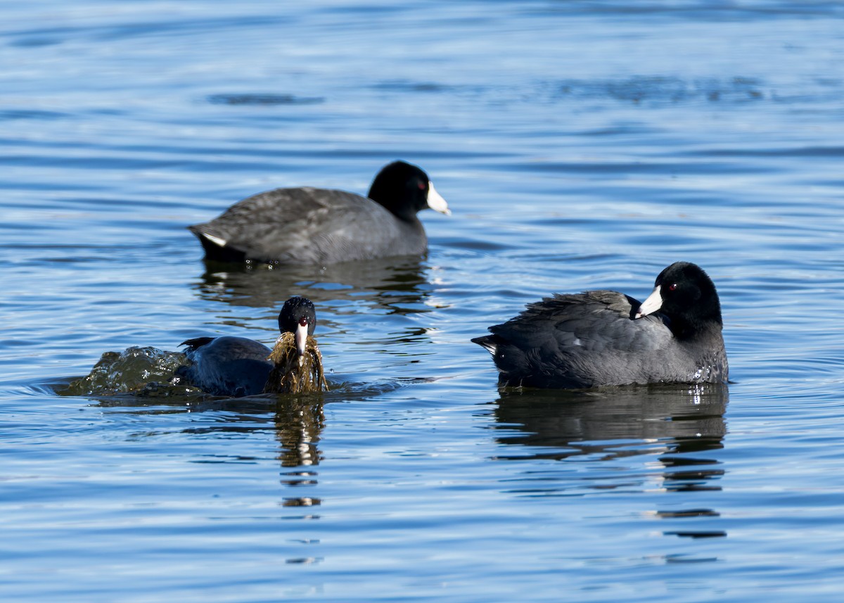 Американская лысуха - ML647805209