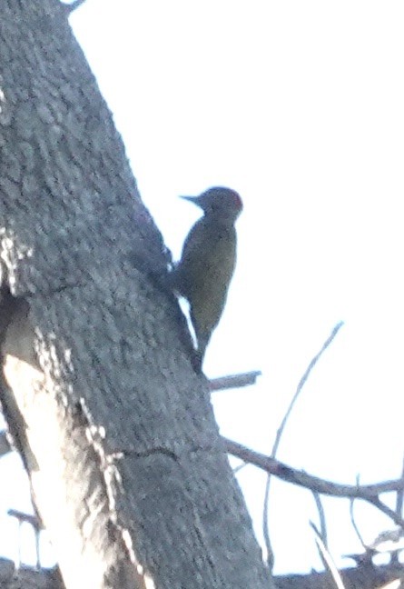 Воробьиный дятел - ML647805210