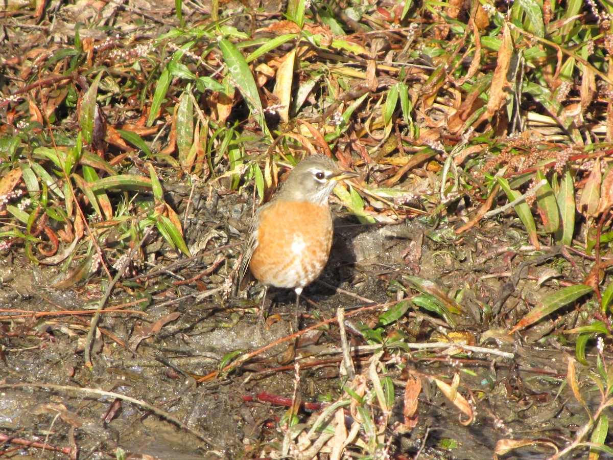 American Robin - ML647805214