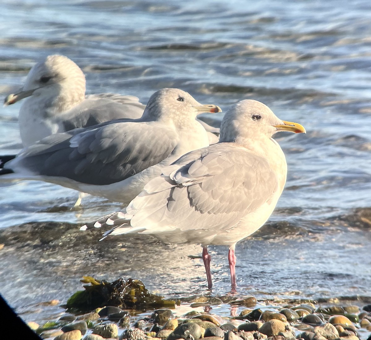 アイスランドカモメ（亜種 カナダカモメ） - ML647805219