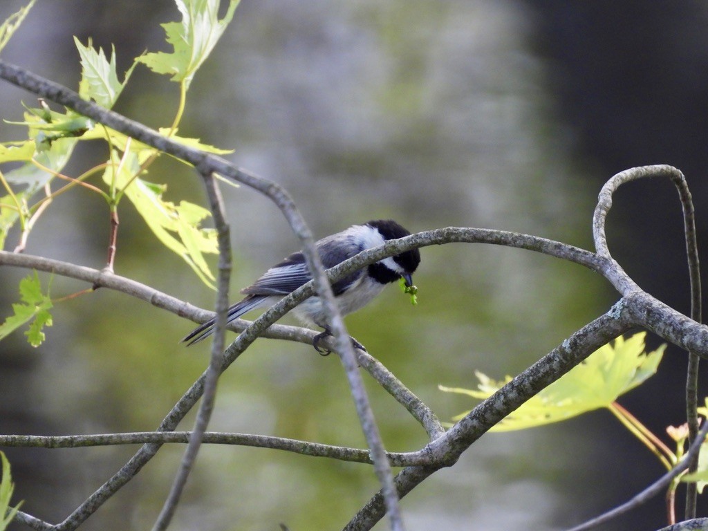 Гаїчка світлокрила - ML647805223