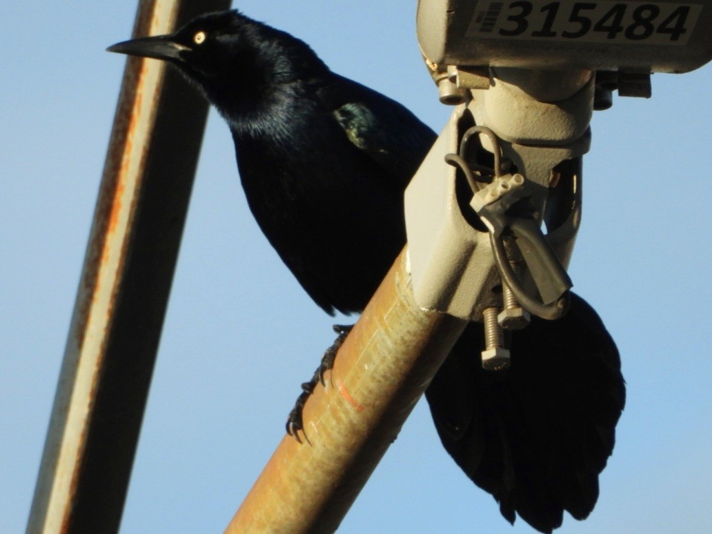 Great-tailed Grackle - ML647805224