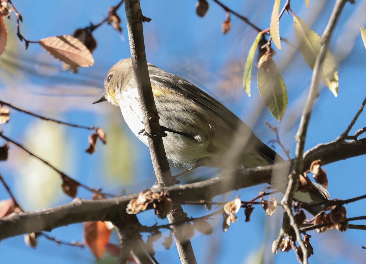 Yellow-rumped Warbler (Audubon's) - ML647805238