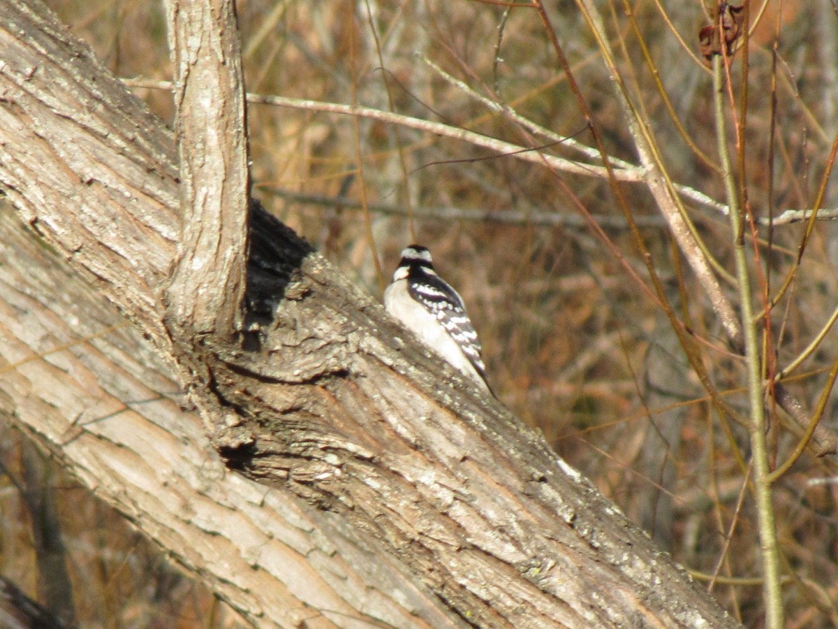 Дятел пухнастий - ML647805249