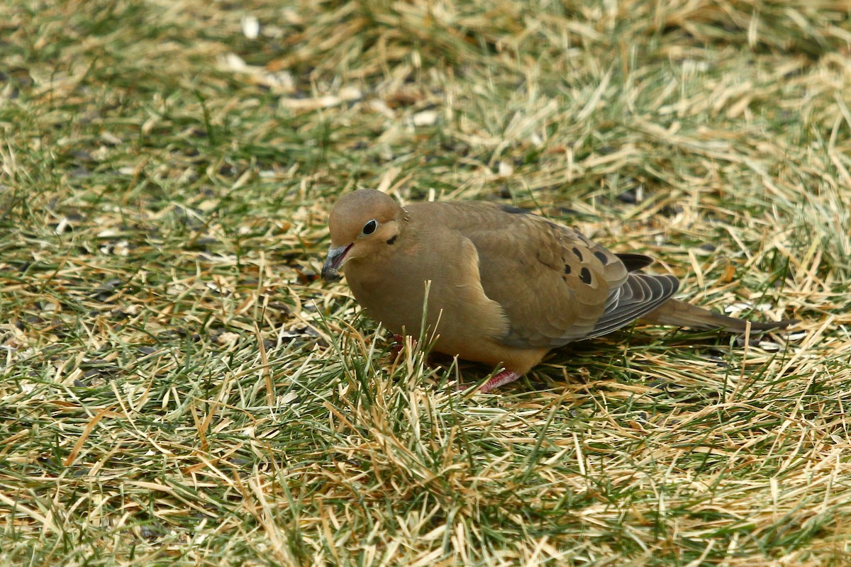 Zenaida Huilota - ML647805279