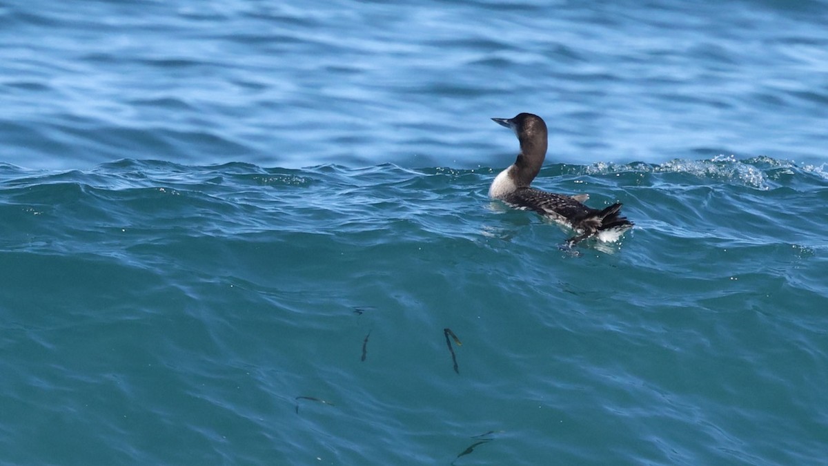 Common Loon - ML647805297