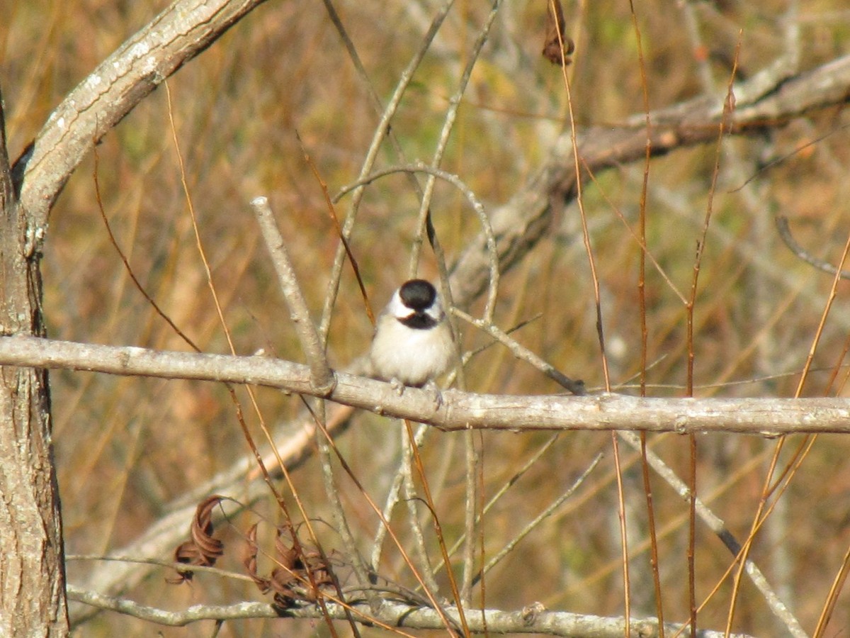 Гаїчка каролінська - ML647805298