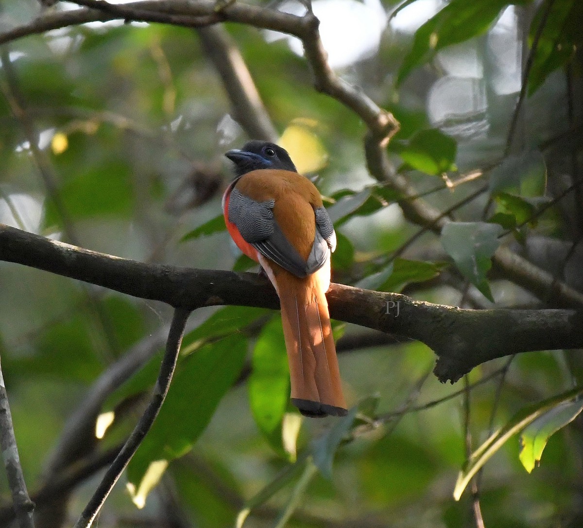 Malabar Trogon - ML647805306