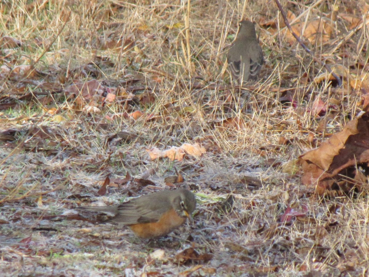 American Robin - ML647805332