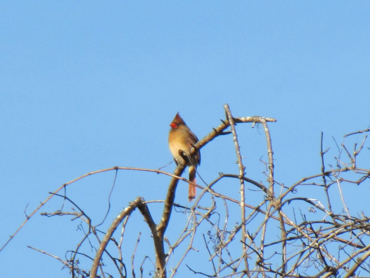 Northern Cardinal - ML647805353