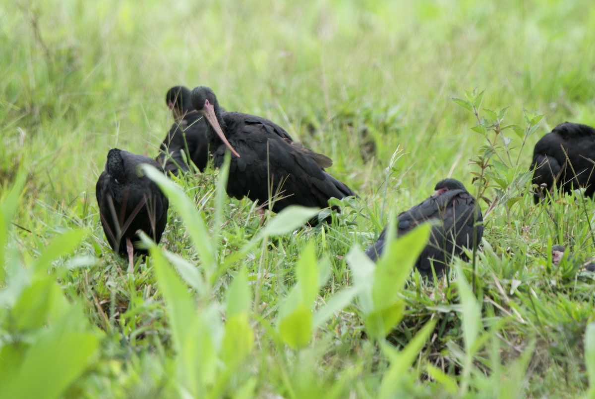 Ibis Afeitado - ML647805360