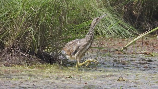 אנפה משורטטת אמריקנית - ML647805367