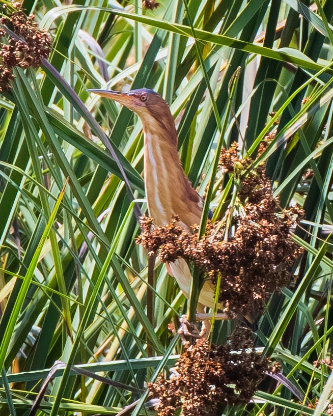 Petit Blongios - ML647805375